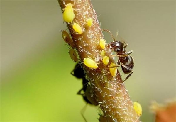 小小蚁国国际服下载安装-小小蚁国手游国际服官方正版下载 v3.32.0安卓版